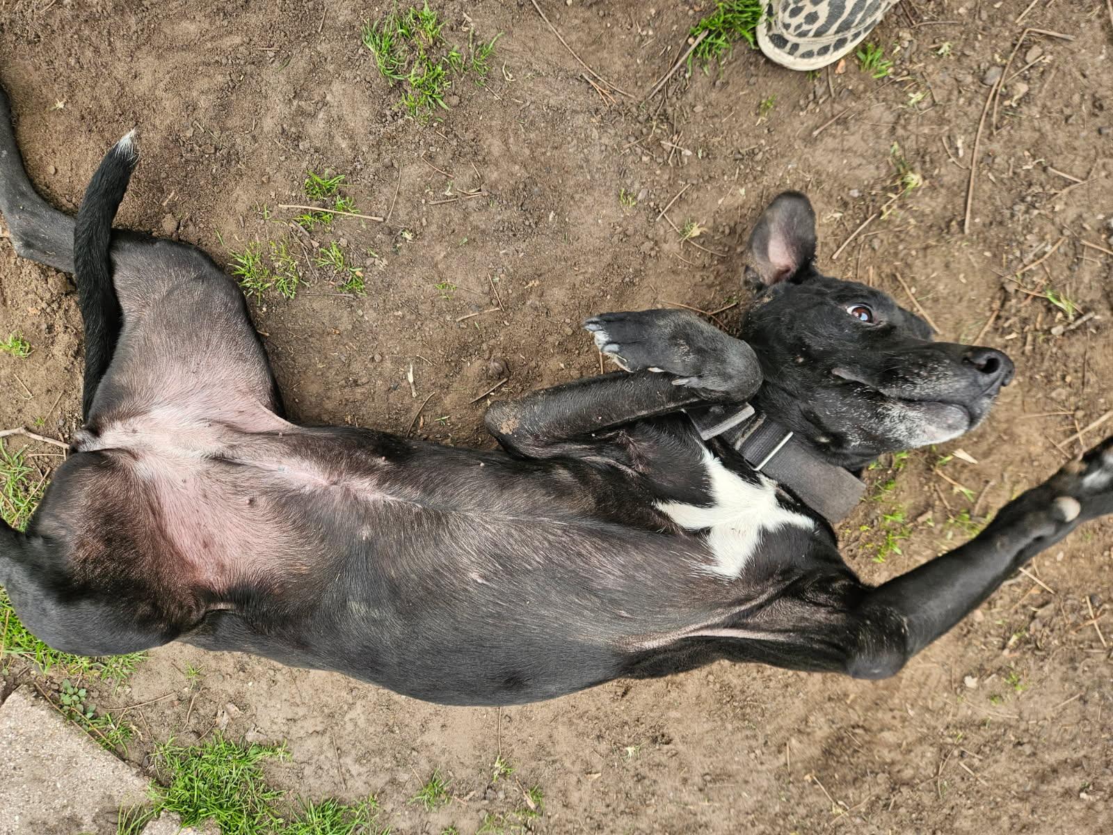 Enlarge Star, a ADOPTABLE mixed breed in Athens, TX image 4/6