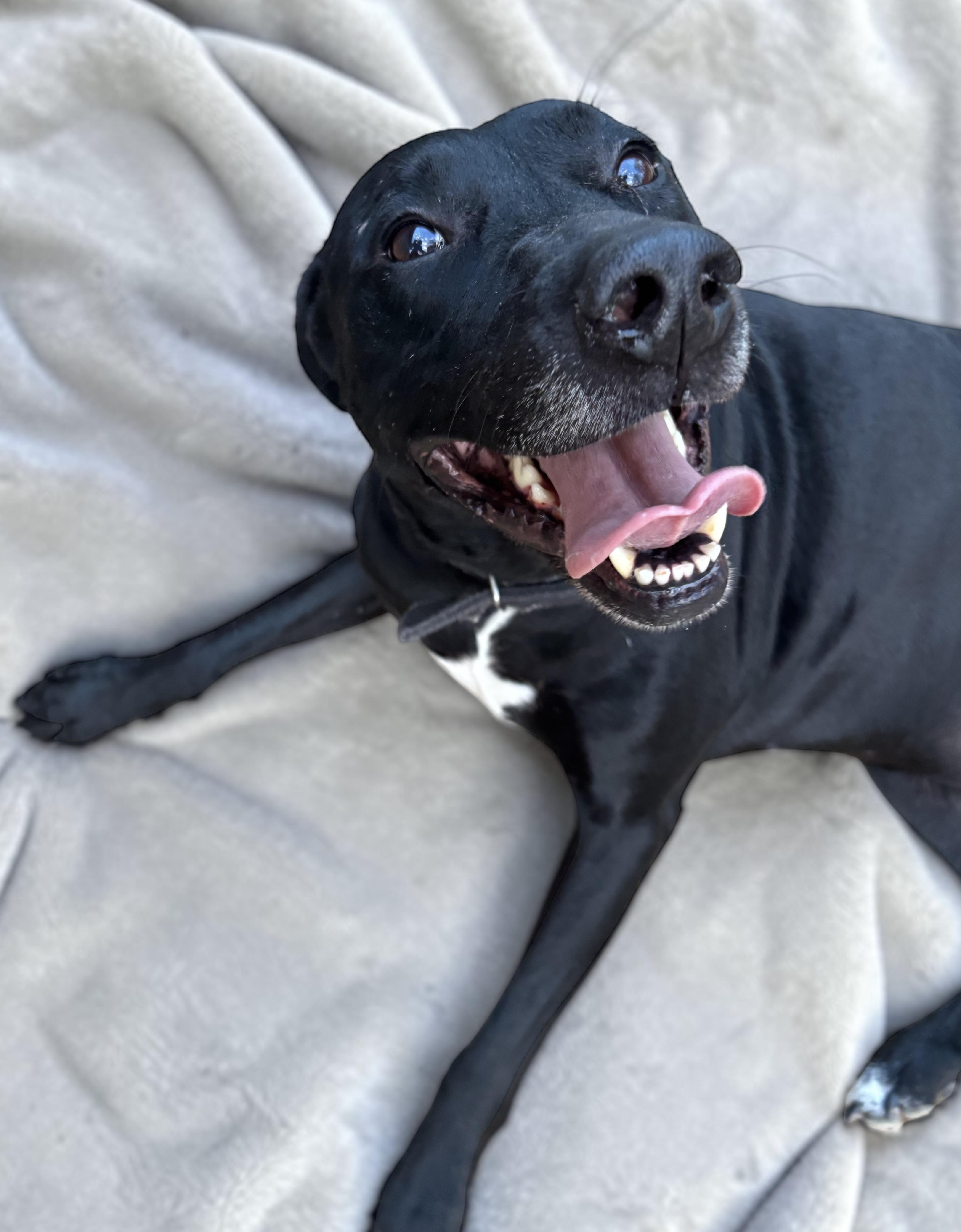 Enlarge Star, a ADOPTABLE mixed breed in Athens, TX image 5/6