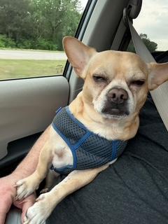 Pepe, a Adoptable mixed breed in Wichita, KS image 1/3