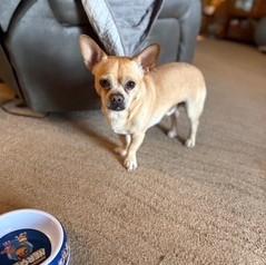 Pepe, a Adoptable mixed breed in Wichita, KS image 3/3