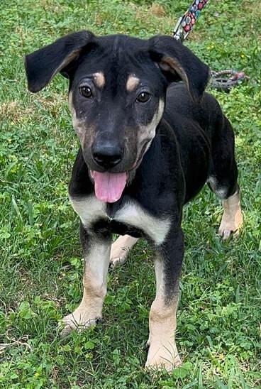 Teddy, a Adoptable mixed breed in Bellaire, TX image 1/2