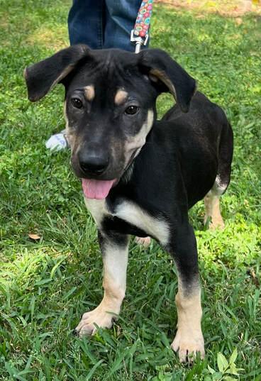 Teddy, a Adoptable mixed breed in Bellaire, TX image 2/2