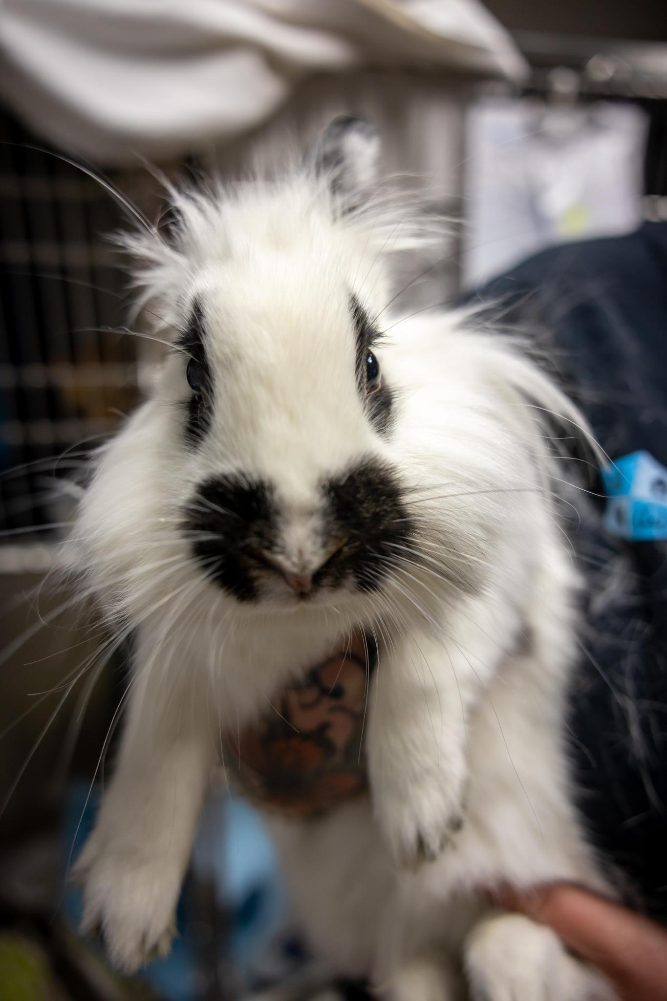 Janice Hoplin, a ADOPTABLE mixed breed in Hamilton, ON image 5/5