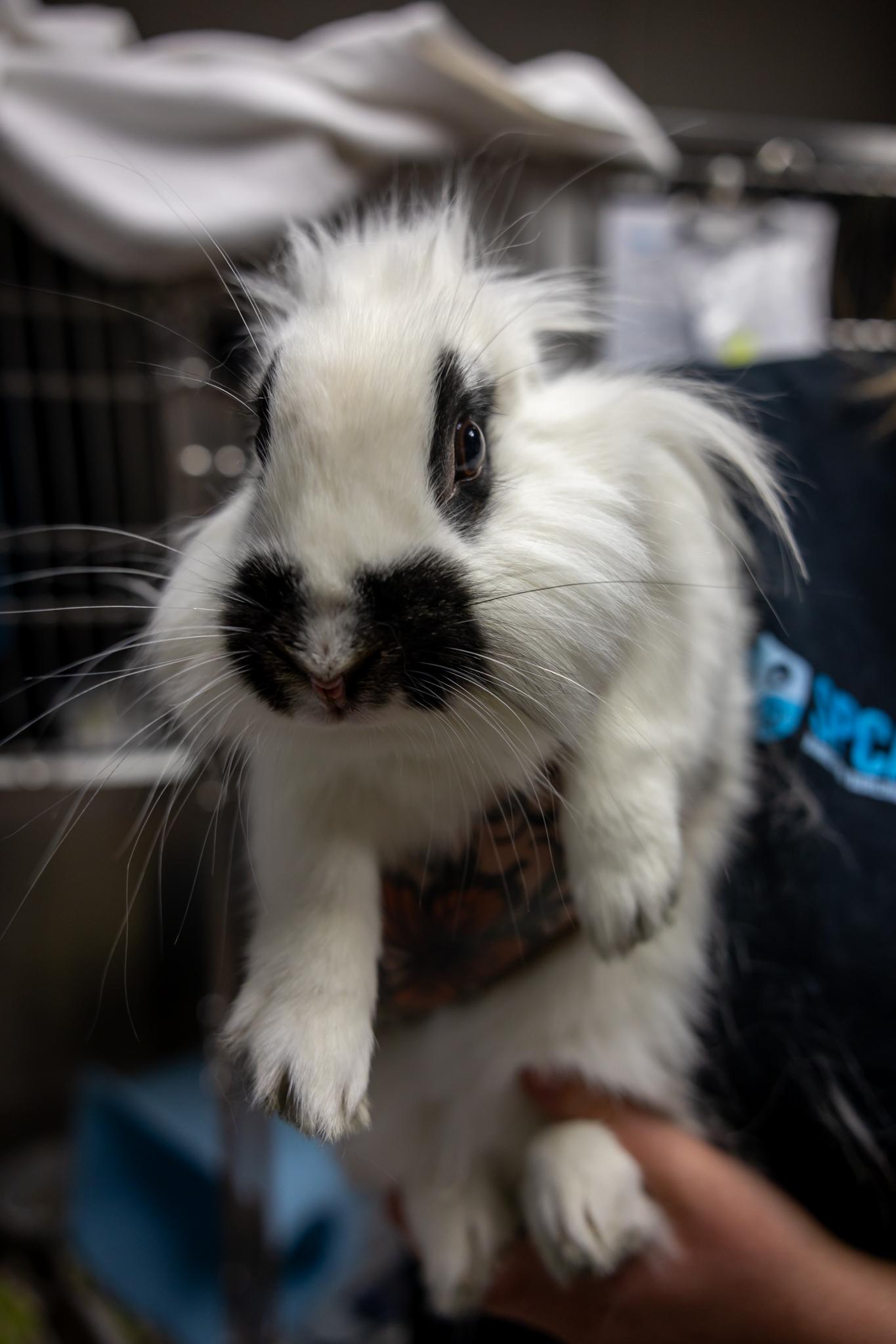 Janice Hoplin, ADOPTABLE, Young Female English Spot.