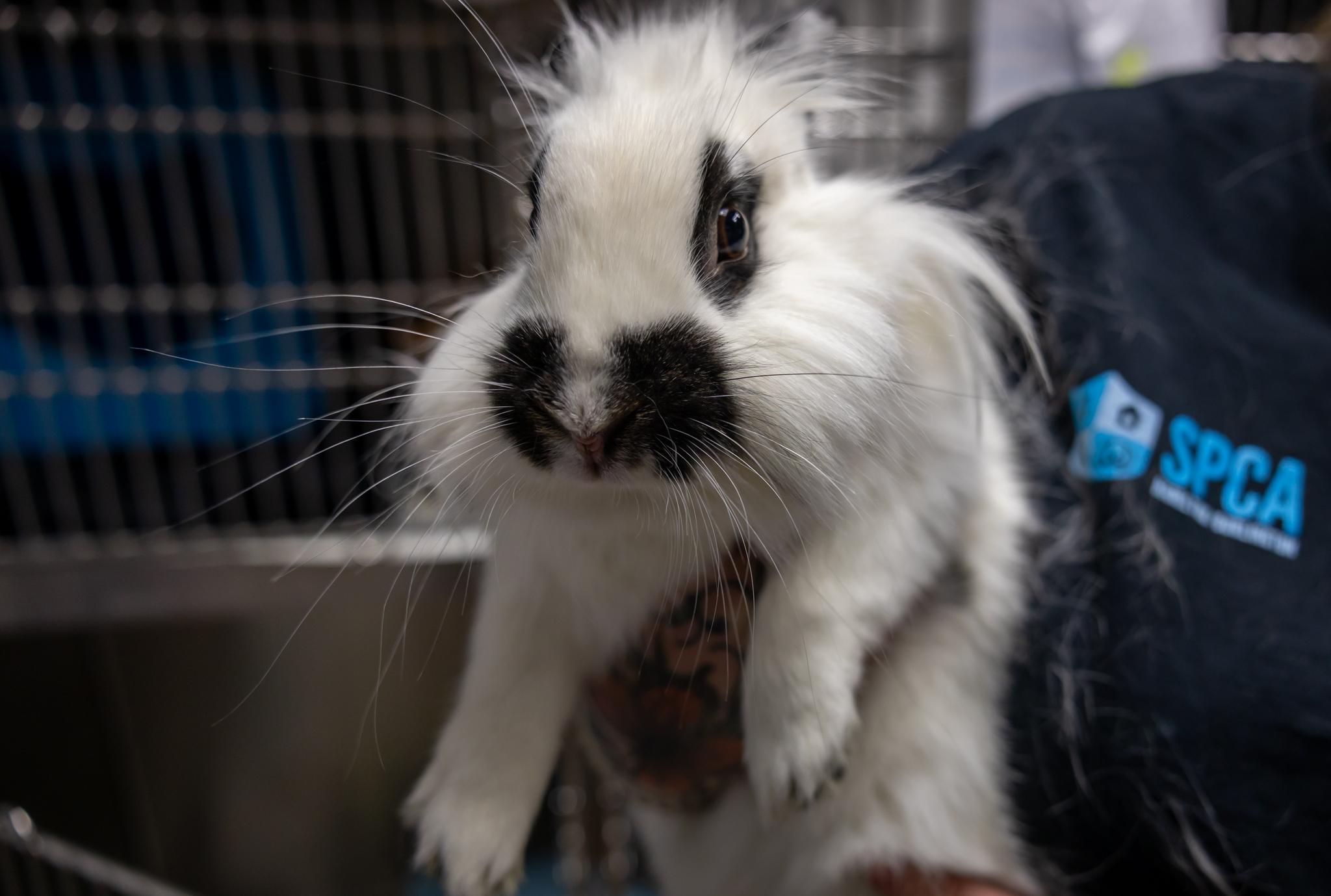 Janice Hoplin, a ADOPTABLE mixed breed in Hamilton, ON image 4/5