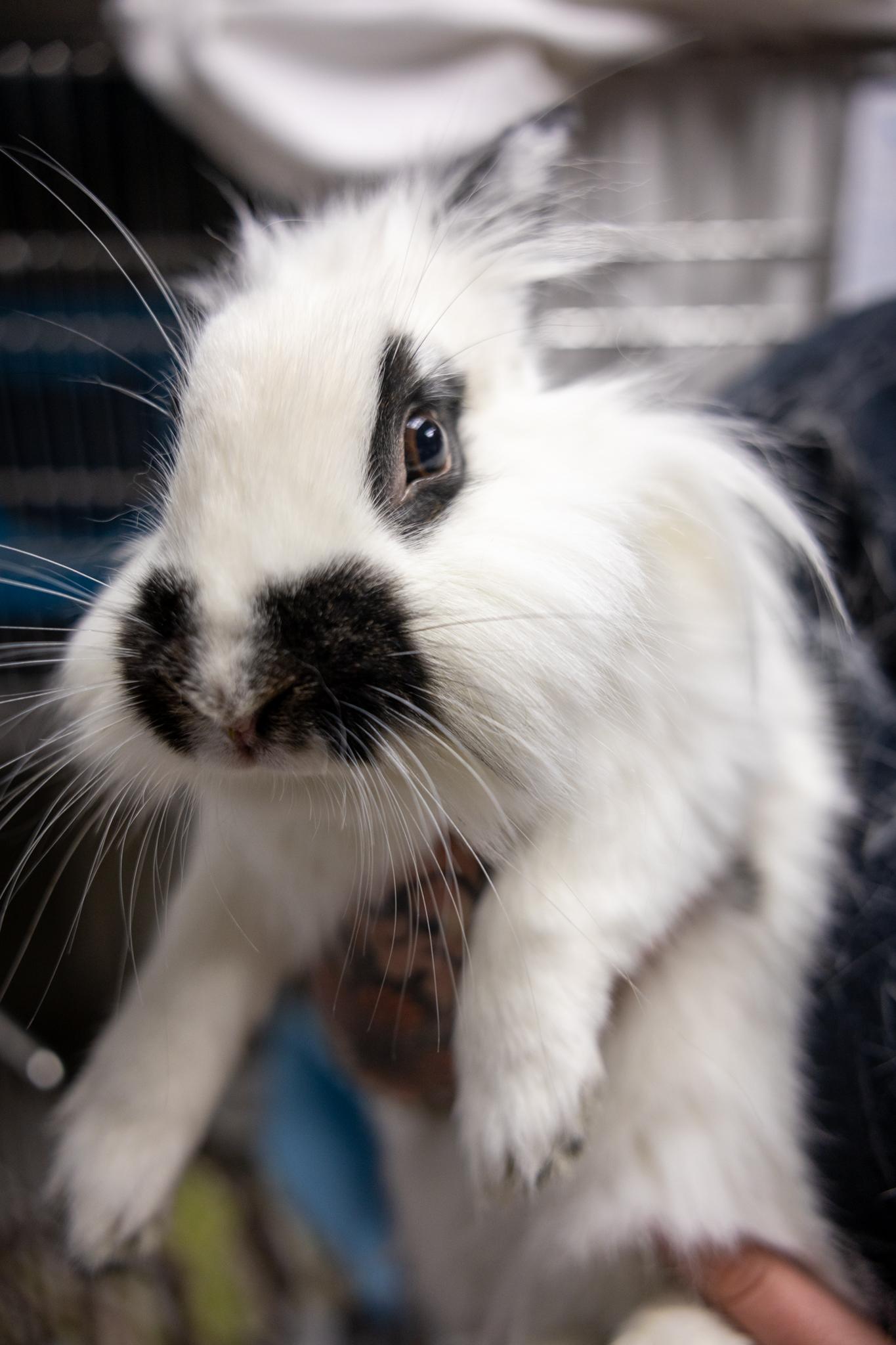 Janice Hoplin, a ADOPTABLE mixed breed in Hamilton, ON image 2/5