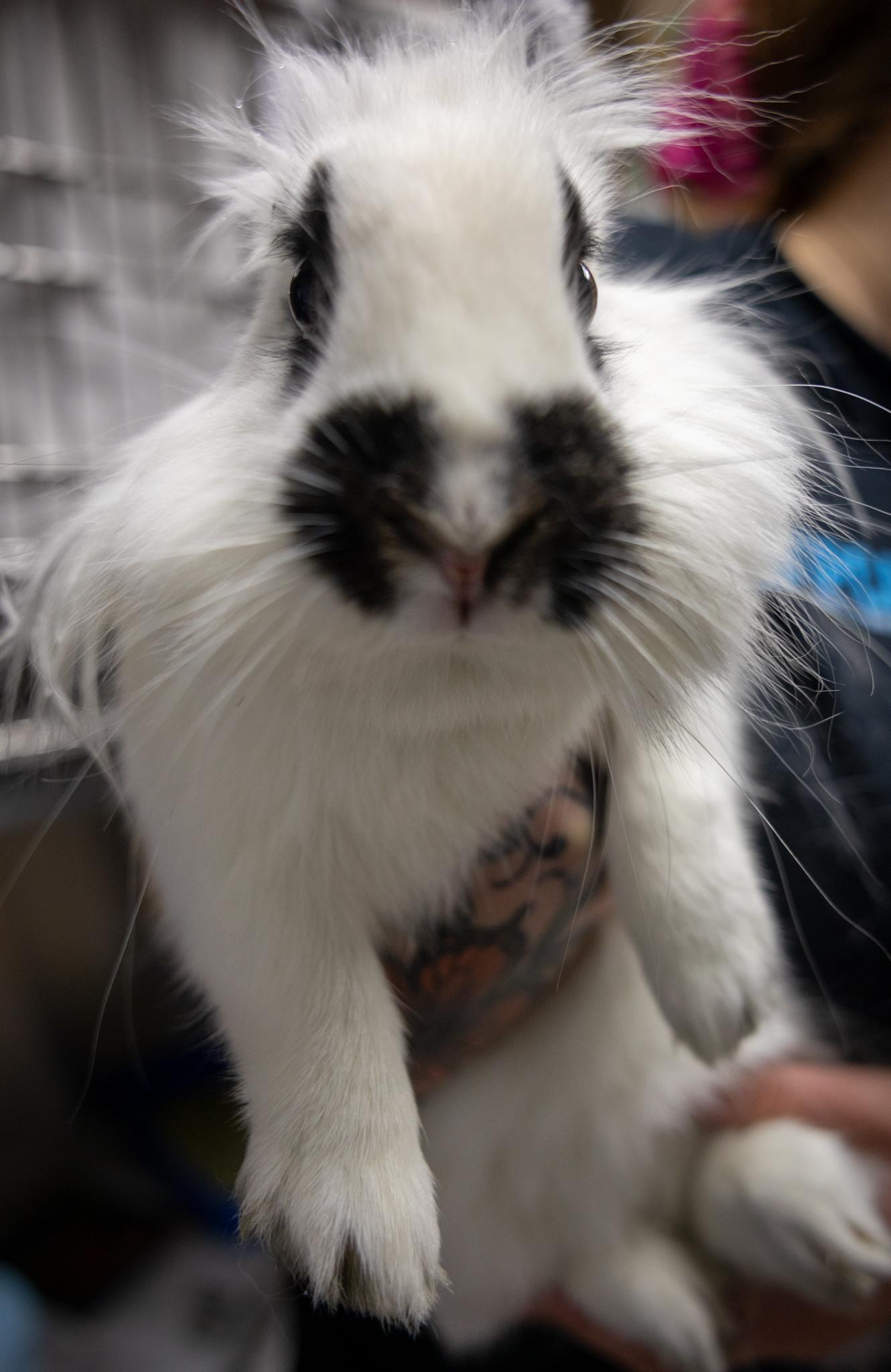 Janice Hoplin, a ADOPTABLE mixed breed in Hamilton, ON image 3/5