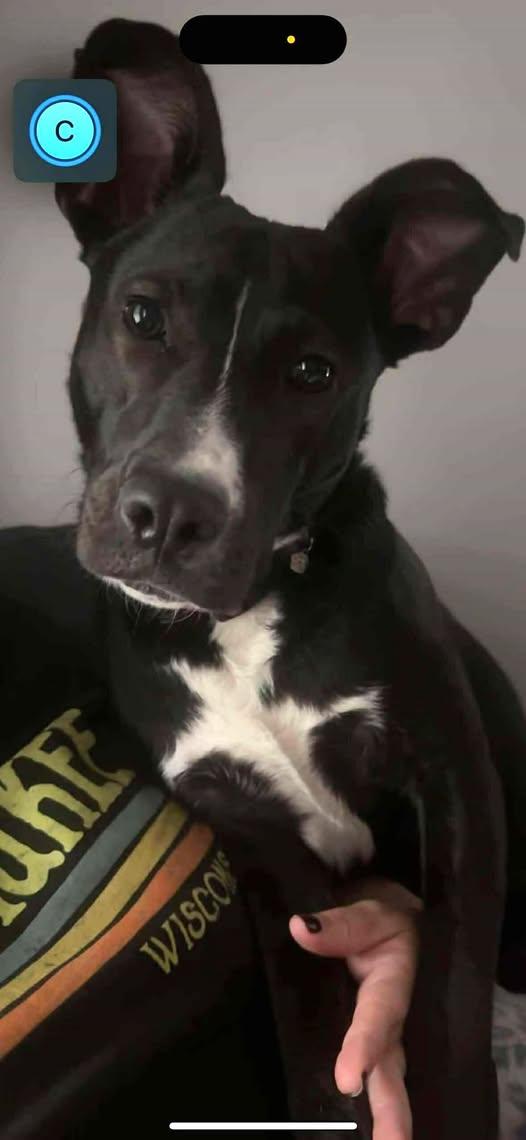 Mochi - Urgent Foster or Foster to adopt needed! 2