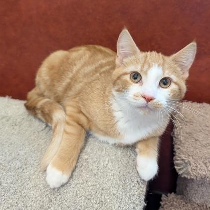 Enlarge Nacho, an adopted Domestic Short Hair in Rochester, MN image 1/1