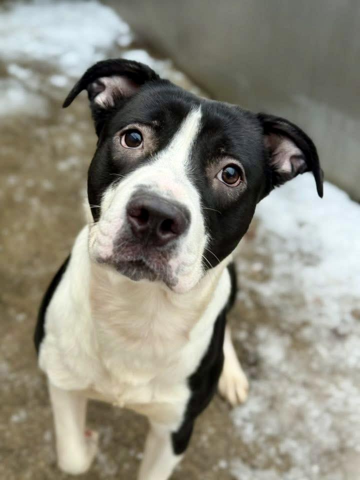 Dancer, ADOPTABLE, Young Male Border Collie & Pit Bull Terrier.