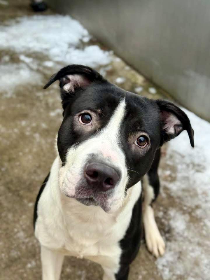 Enlarge Dancer, a ADOPTABLE mixed breed in Chicago, IL image 2/5