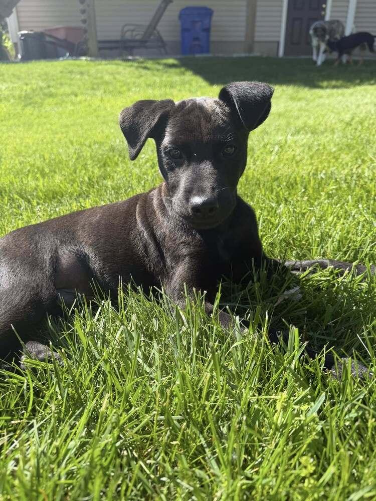 Benson, a Adoptable mixed breed in Norfolk, MA image 1/3