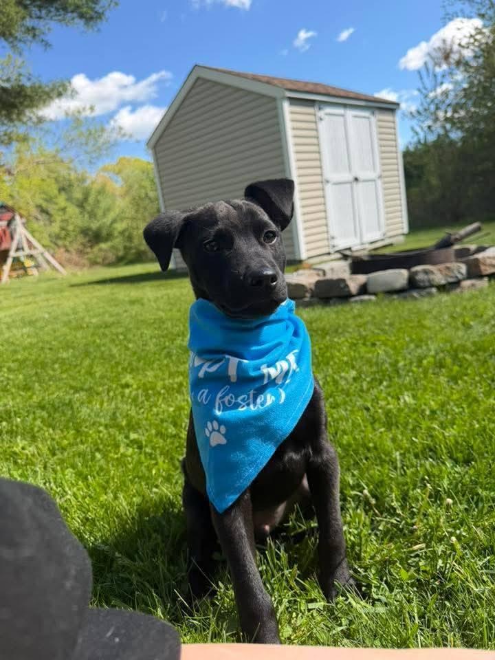 Benson, a Adoptable mixed breed in Norfolk, MA image 2/3