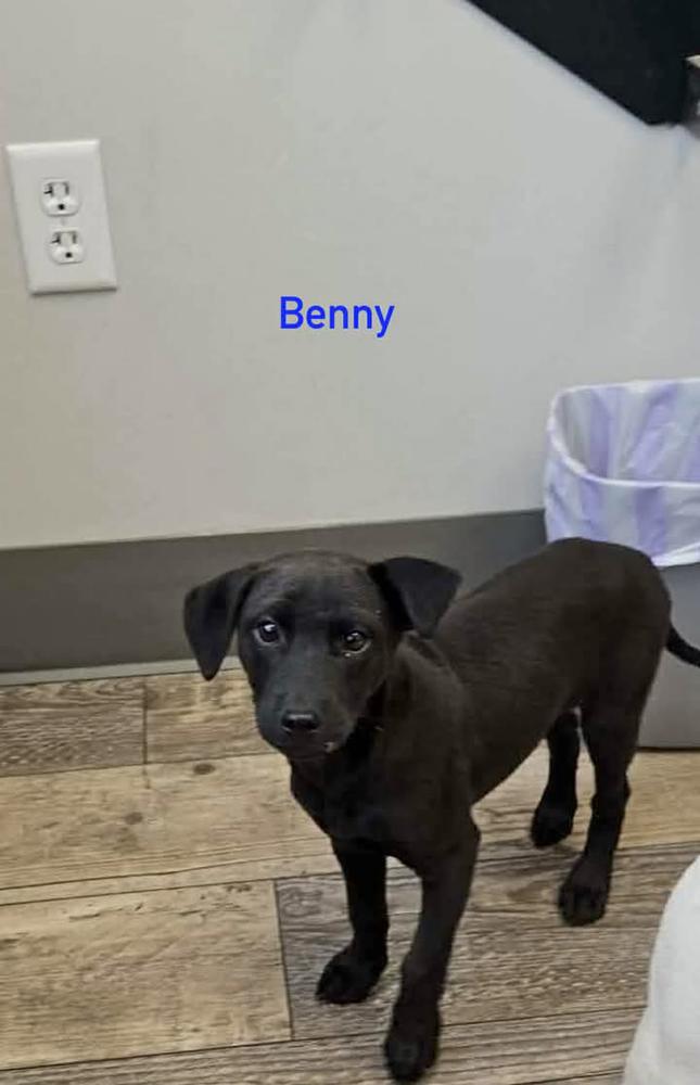 Benson, a Adoptable mixed breed in Norfolk, MA image 3/3