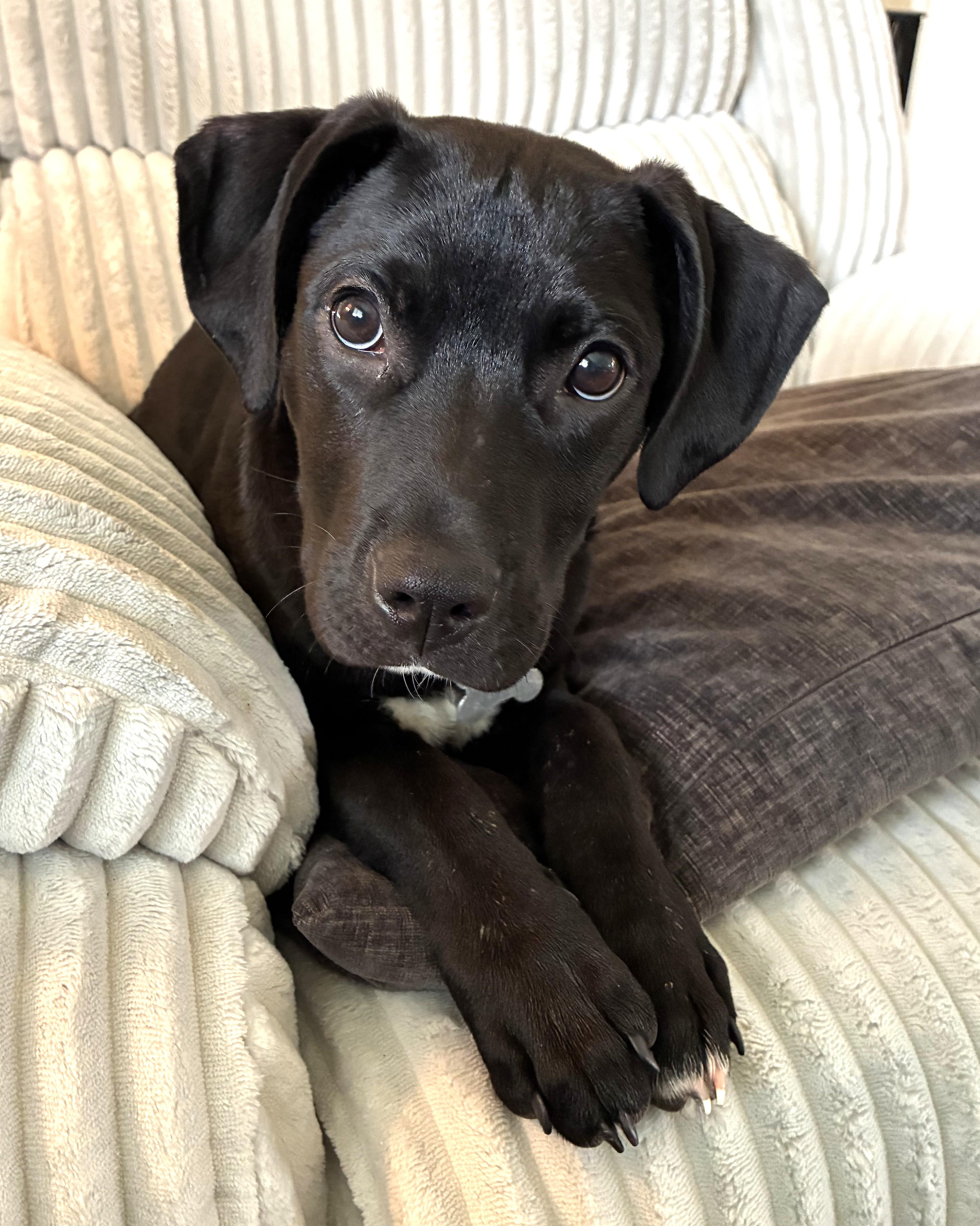 Enlarge Zed, an adoptable mixed breed in Palatine, IL image 1/5