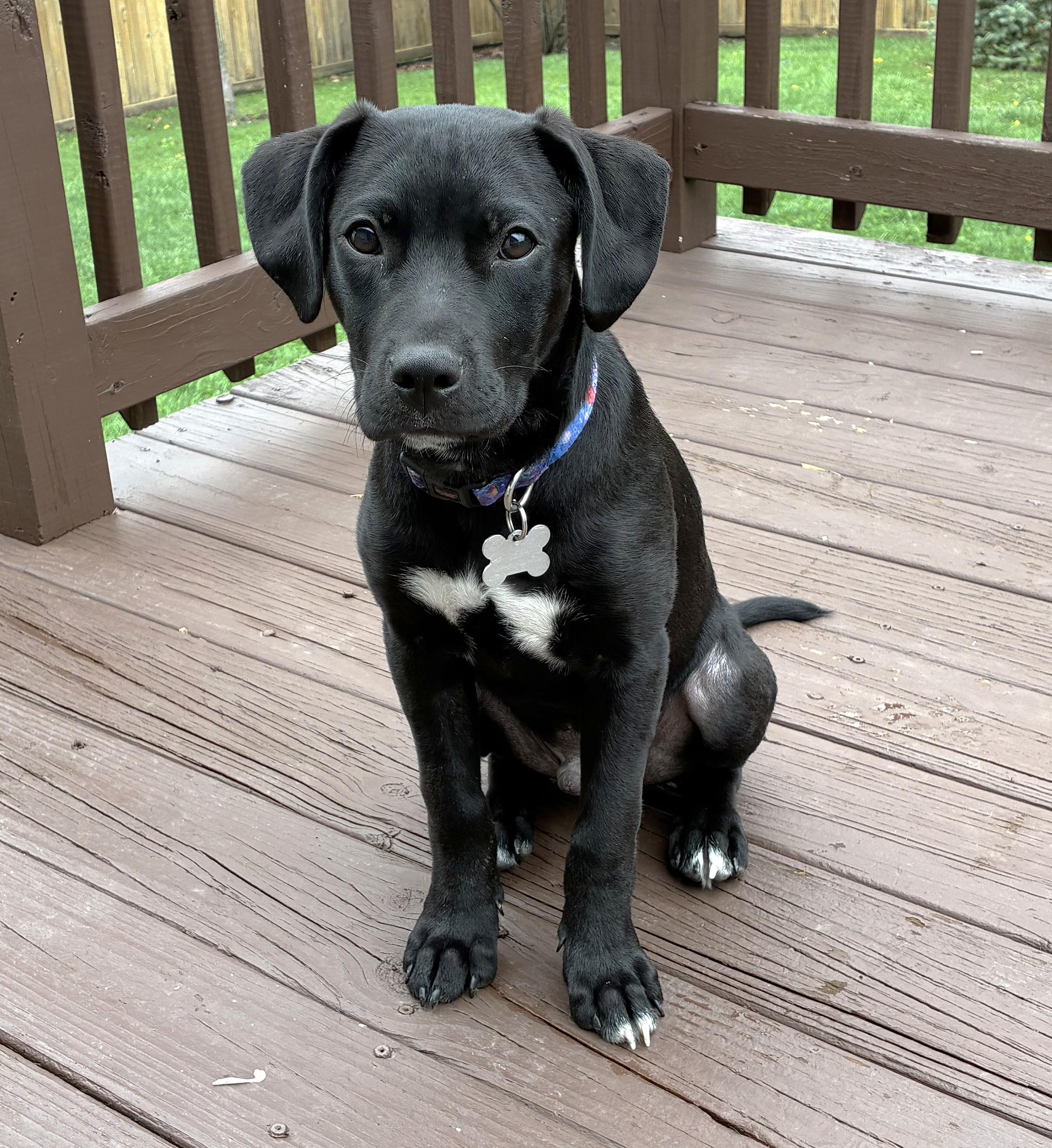 Enlarge Zed, an adoptable mixed breed in Palatine, IL image 5/5