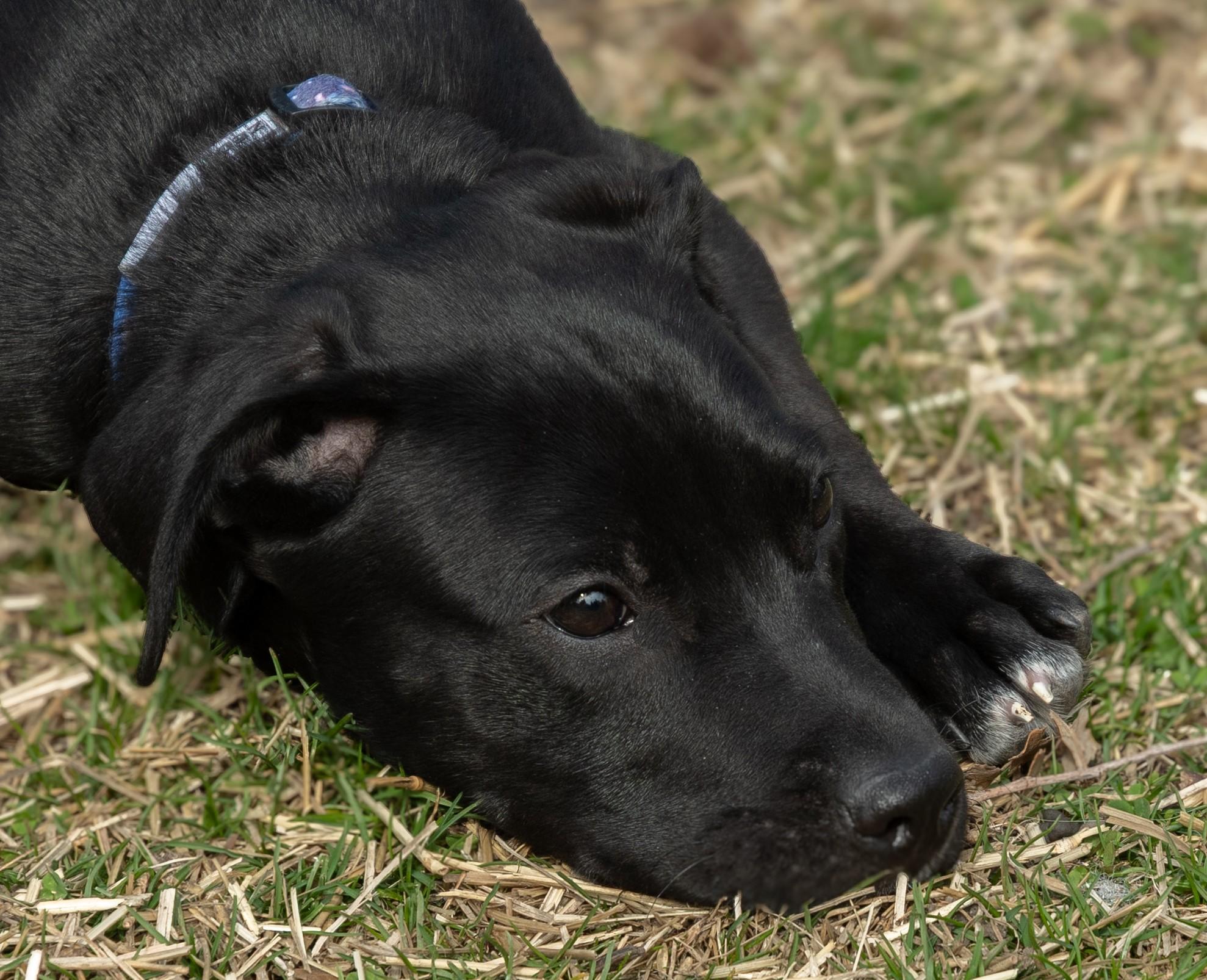 Enlarge Zed, an adoptable mixed breed in Palatine, IL image 3/5