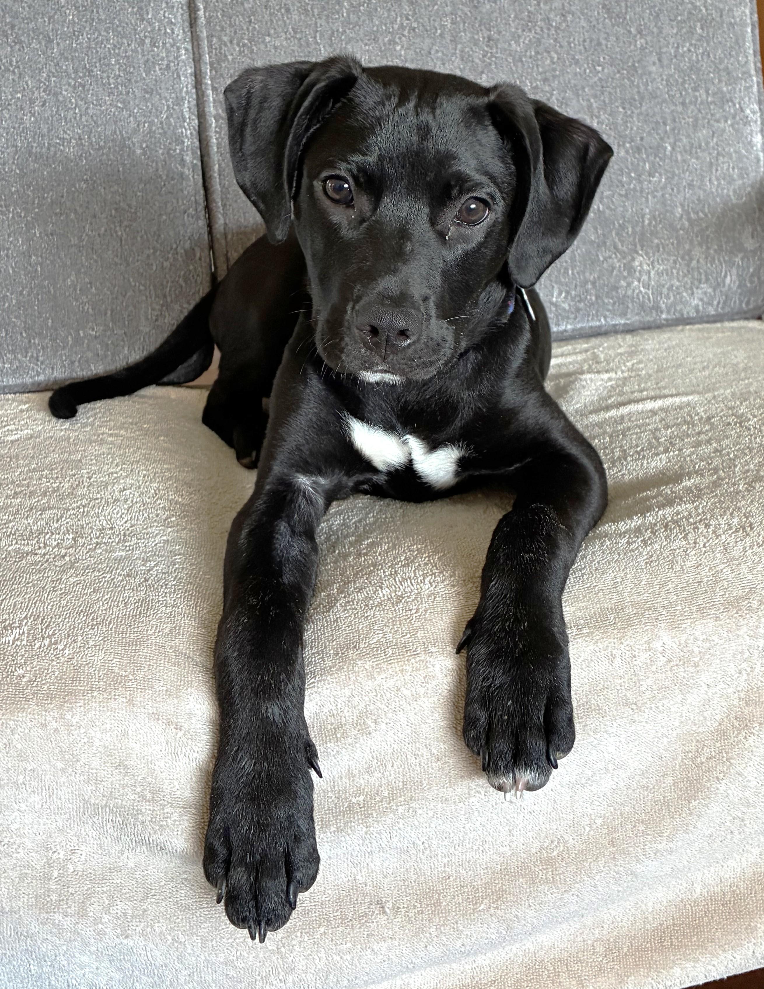 Enlarge Zed, an adoptable mixed breed in Palatine, IL image 4/5