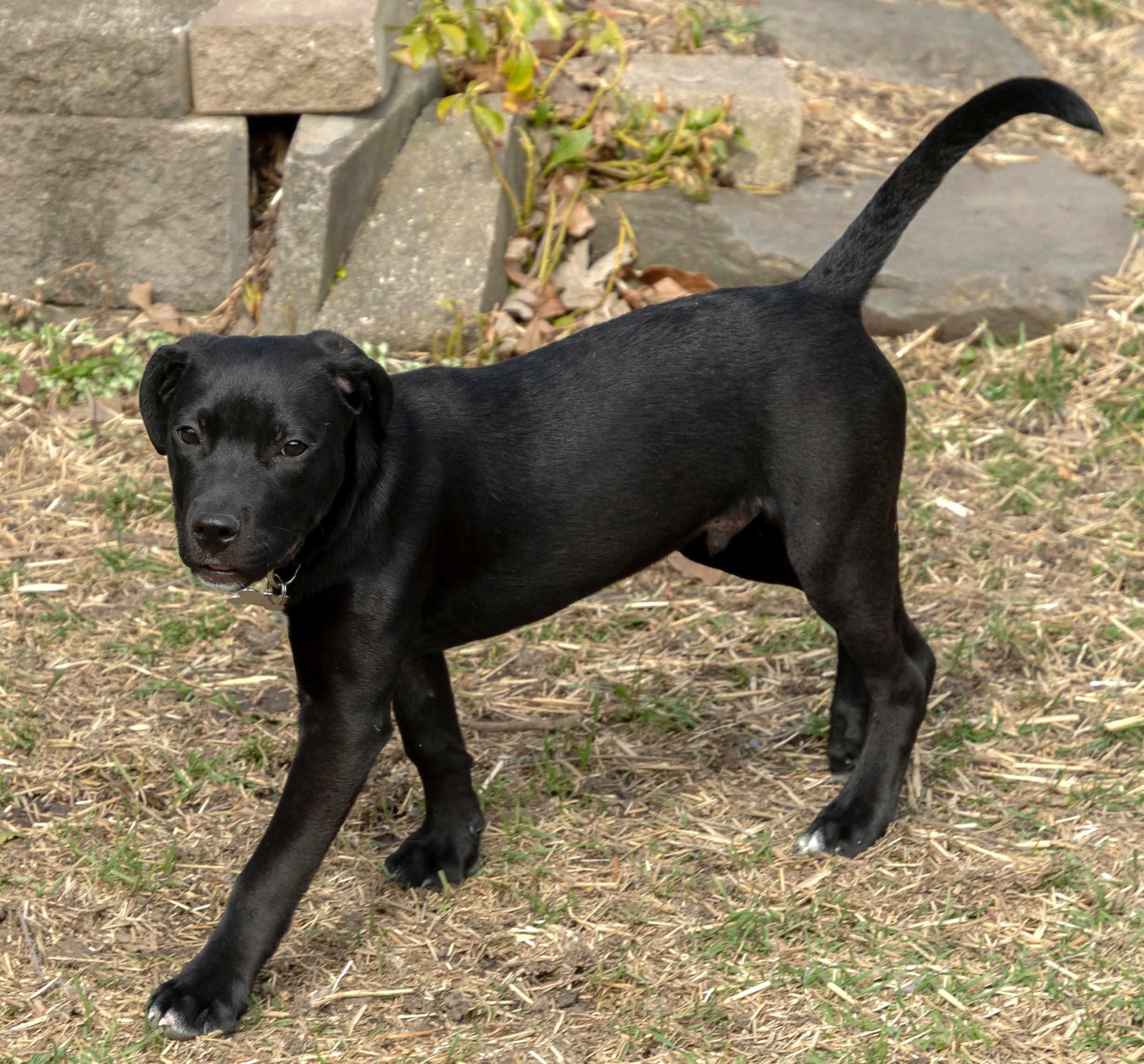 Enlarge Zed, an adoptable mixed breed in Palatine, IL image 2/5