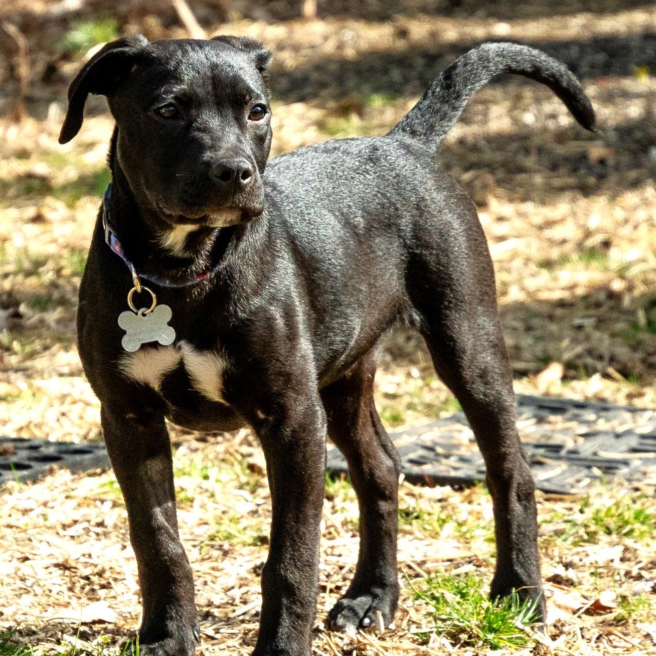 Enlarge Zed, an adoptable mixed breed in Palatine, IL image 3/5