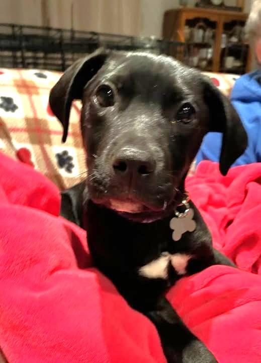 Zed, adoptable, Puppy Male Retriever & Pit Bull Terrier.