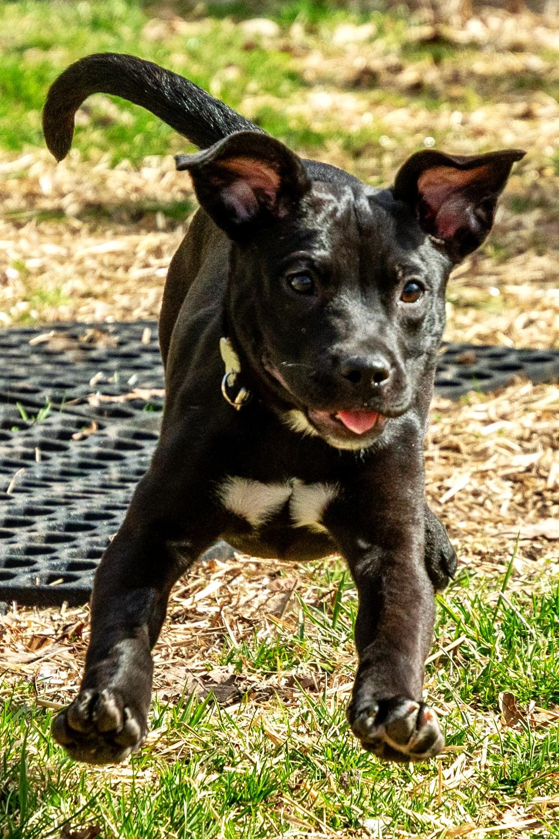 Zed, adoptable, Puppy Male Hound & Pit Bull Terrier.