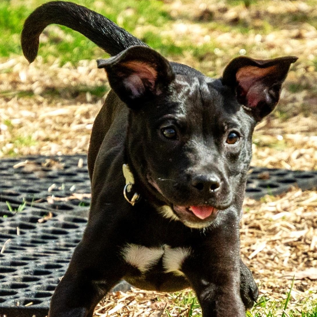 Enlarge Zed, an adoptable mixed breed in Palatine, IL image 2/5