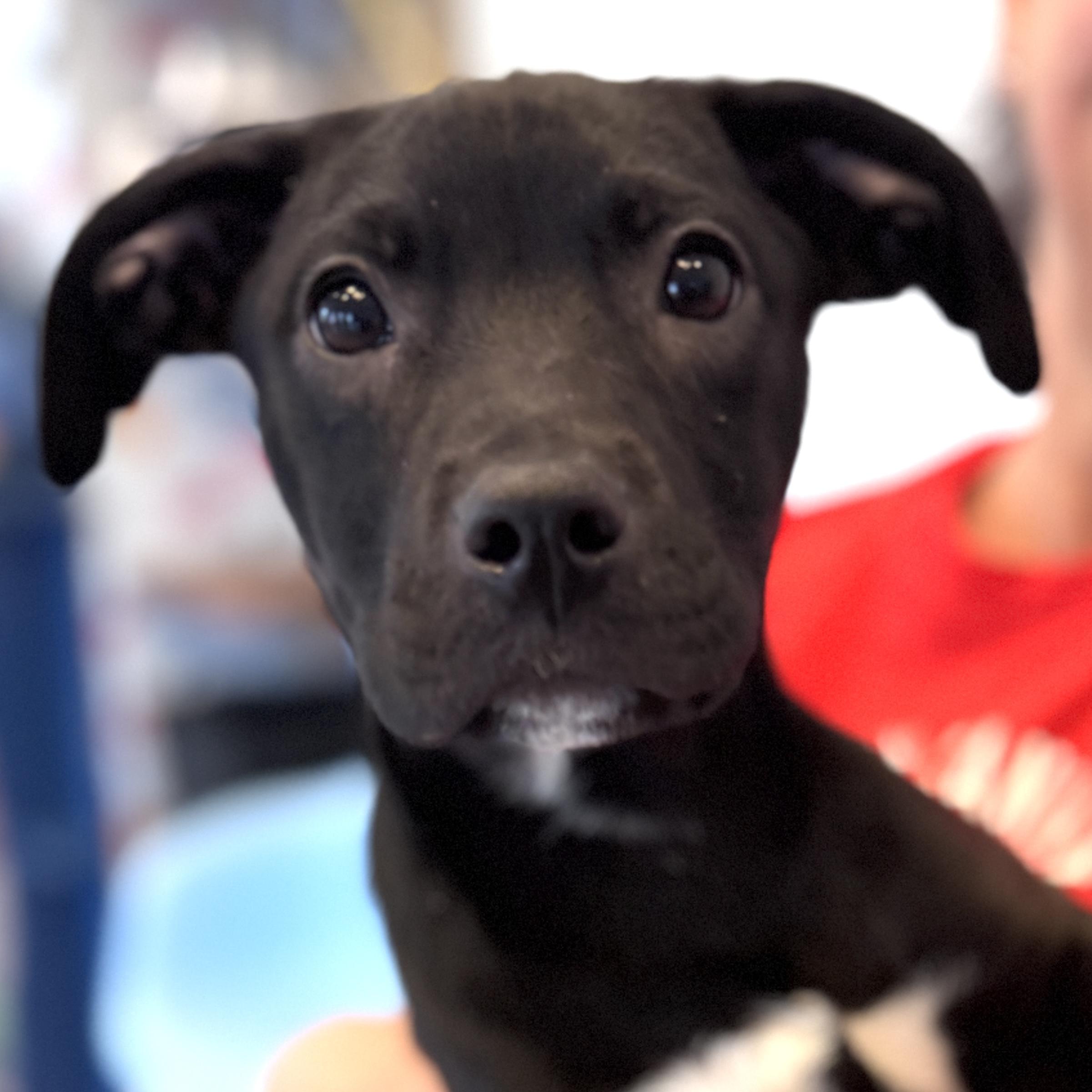 Enlarge Zed, an adoptable mixed breed in Palatine, IL image 5/5