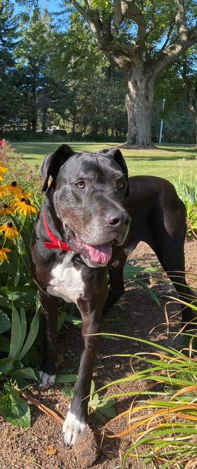 Mac, Adopted, Adult Male Great Dane.