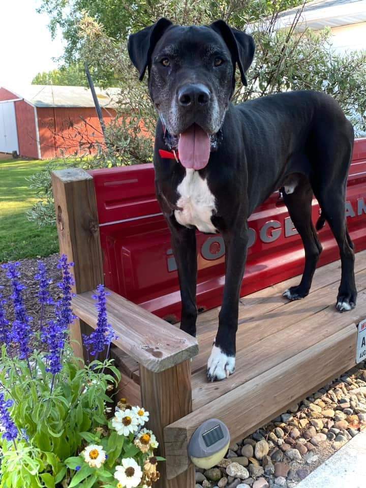 Mac, a Adopted mixed breed in Edgar, WI image 2/4