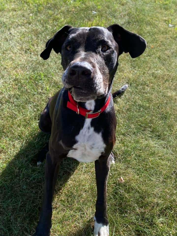 Mac, a Adopted mixed breed in Edgar, WI image 3/4
