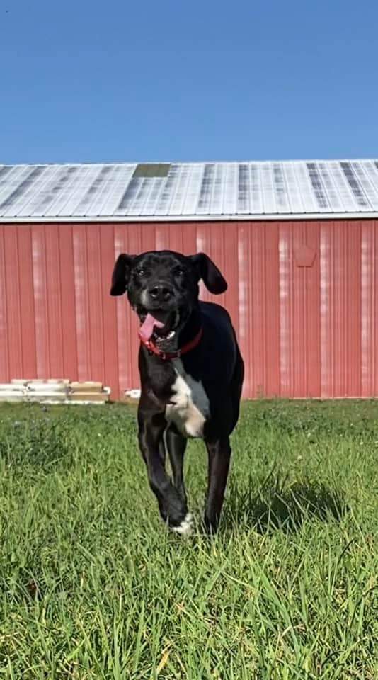 Mac, a Adopted mixed breed in Edgar, WI image 4/4