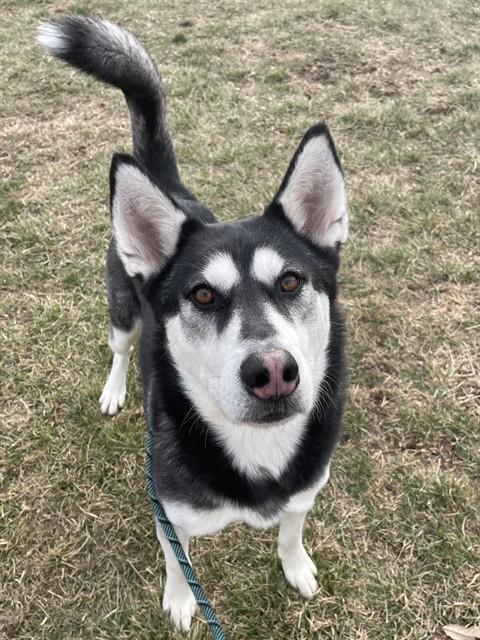 BALTO, Adoptable, Young Male Siberian Husky.