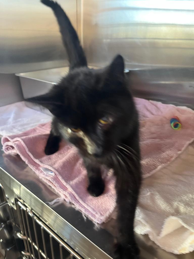 Enlarge Magic, a Adoptable mixed breed in Murray, KY image 1/1