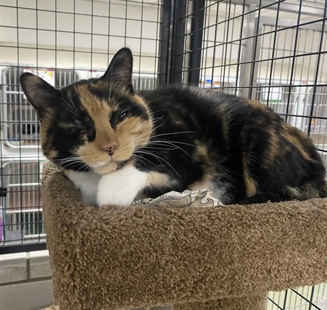 Enlarge ADELE, a Adoptable Domestic Short Hair in Boston, MA image 1/1