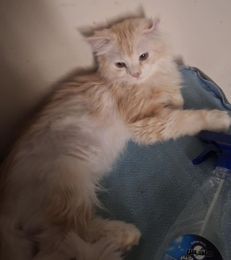 Samuel, Young Male Maine Coon