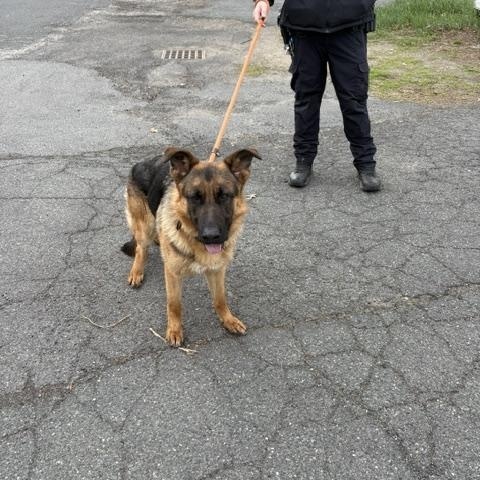 Enlarge Tracker, an adoption pending German Shepherd Dog in Turners Falls, MA image 2/3