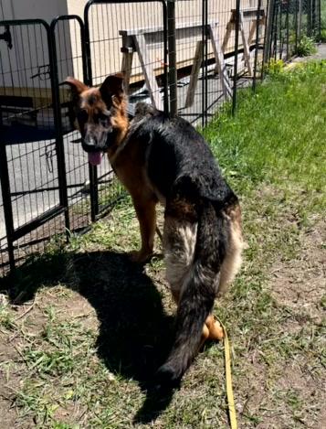 Enlarge Tracker, an adoption pending German Shepherd Dog in Turners Falls, MA image 3/3