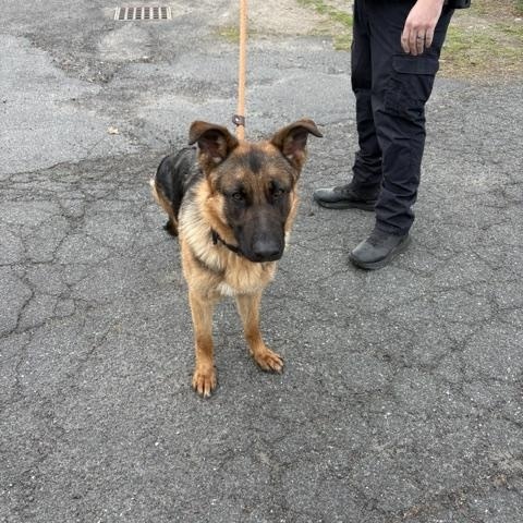 Enlarge Tracker, an adoption pending German Shepherd Dog in Turners Falls, MA image 1/3