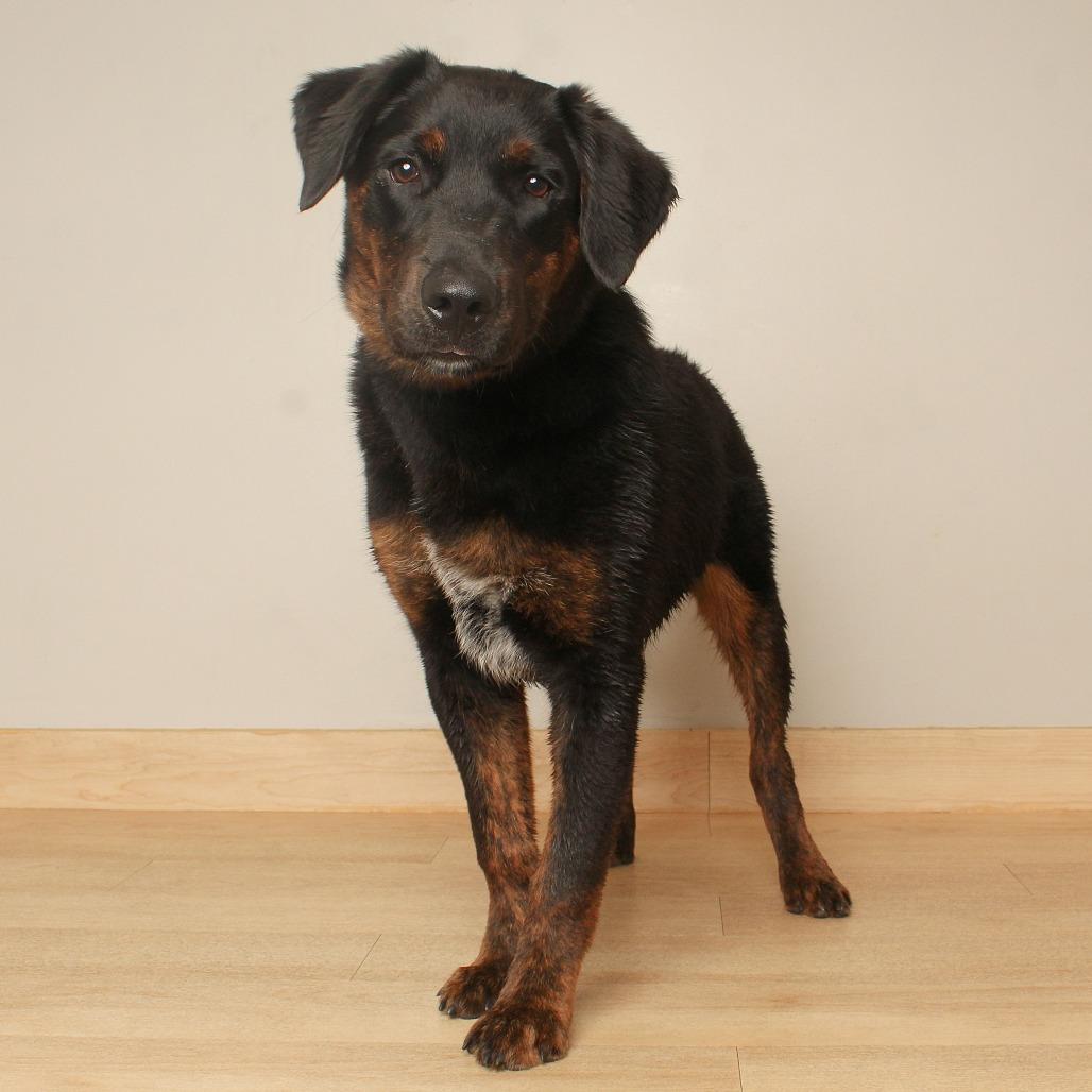Davis D71572, Adoptable, Young Male Cattle Dog & Golden Retriever.