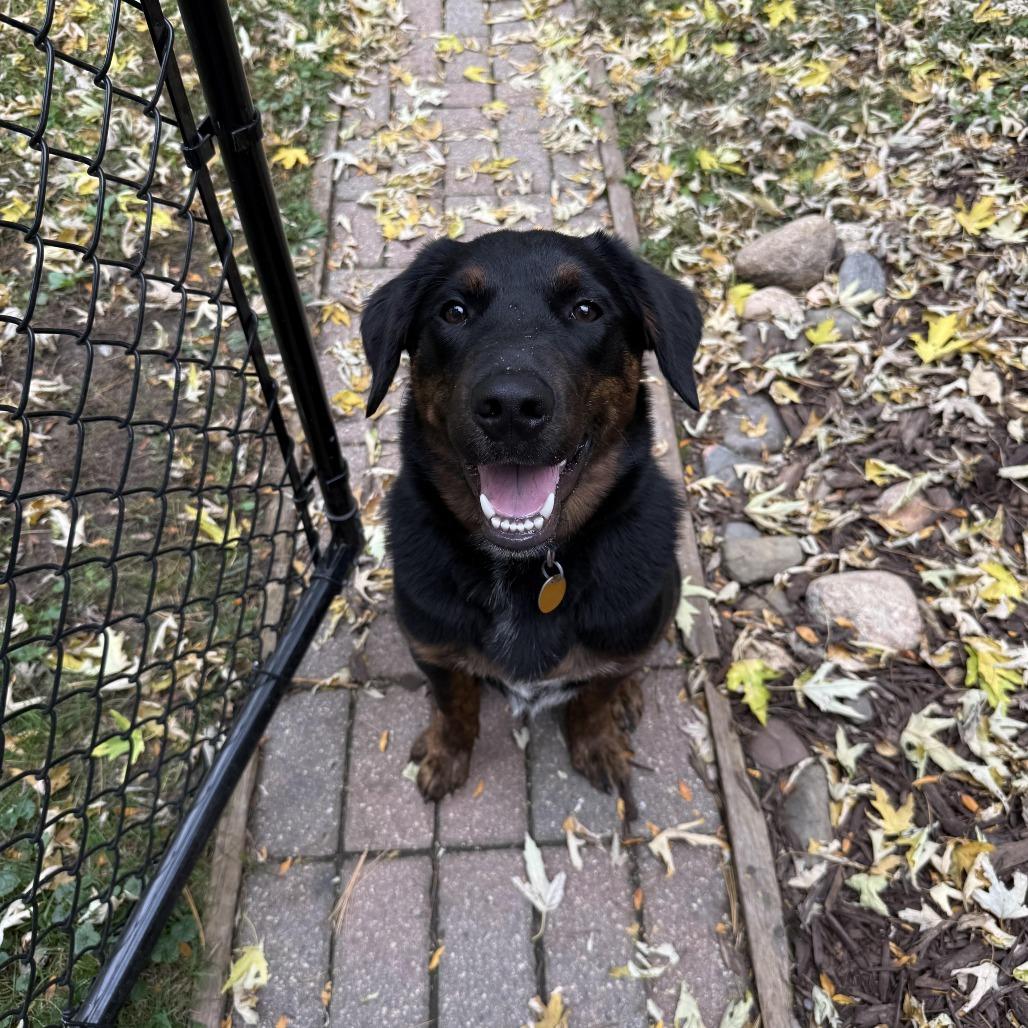 Enlarge Davis D71572, a Adoptable mixed breed in Minnetonka, MN image 2/4