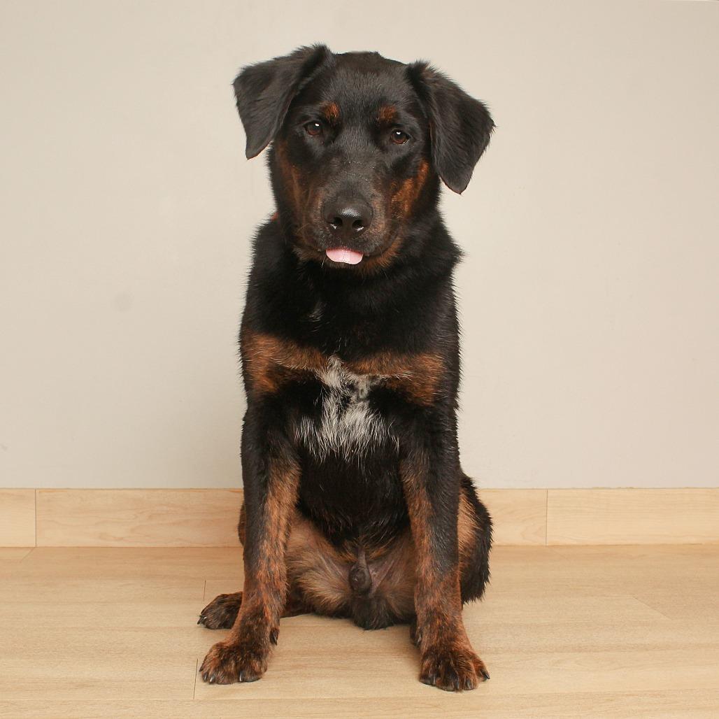 Enlarge Davis D71572, a Adoptable mixed breed in Minnetonka, MN image 3/4