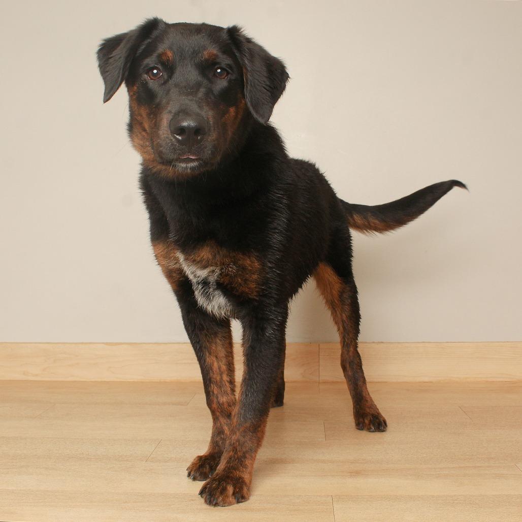 Enlarge Davis D71572, a Adoptable mixed breed in Minnetonka, MN image 4/4