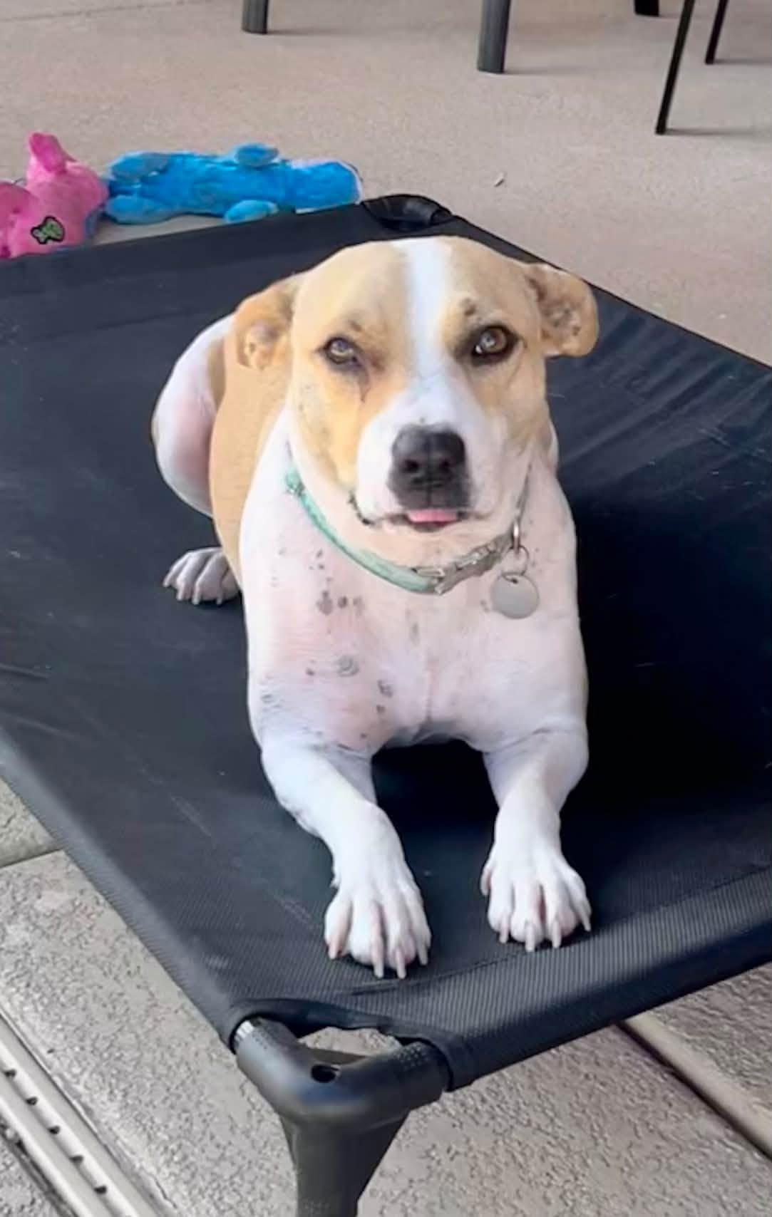 Enlarge Layci, a Adoptable mixed breed in Phoenix, AZ image 2/3