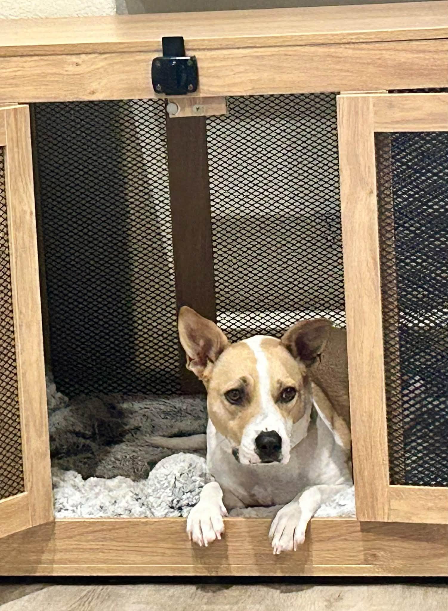 Enlarge Layci, a Adoptable mixed breed in Phoenix, AZ image 3/3