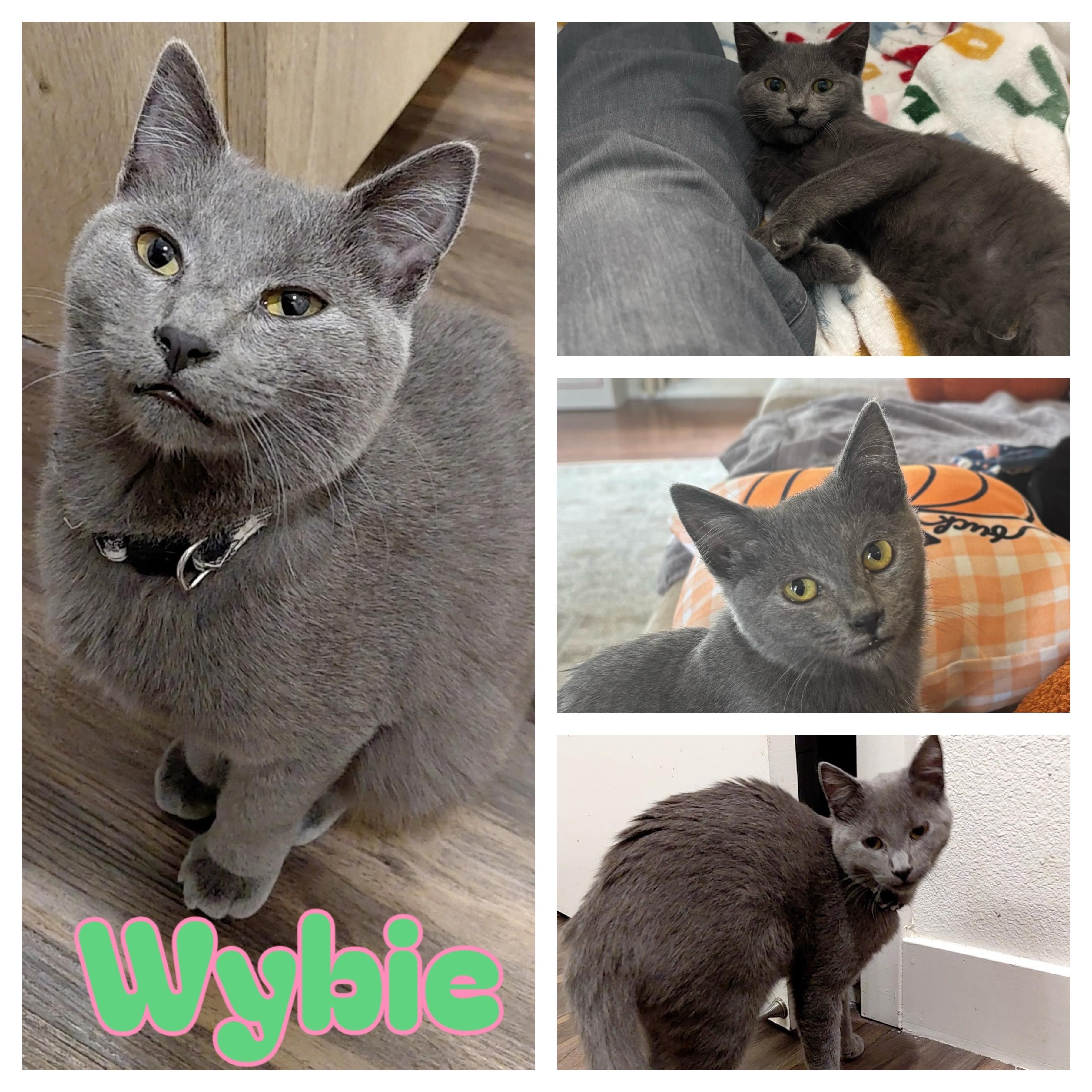 Wybie, ADOPTABLE, Young Male Domestic Short Hair.