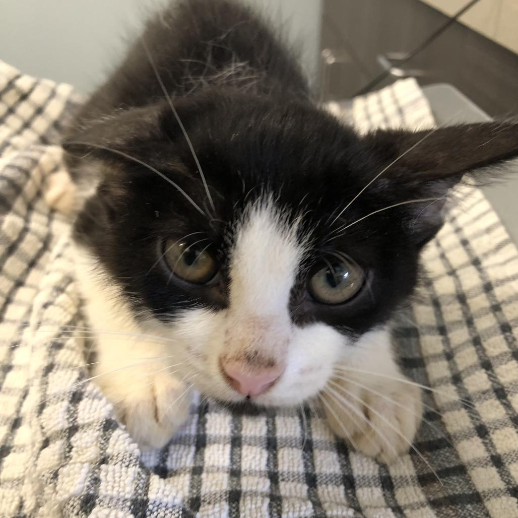 Enlarge Steve, a Adoptable Domestic Short Hair in Oak Park, IL image 1/1