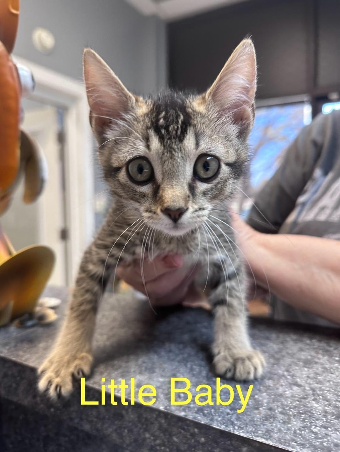 Enlarge Little Baby, an adopted Domestic Short Hair in Dyersburg, TN image 1/1