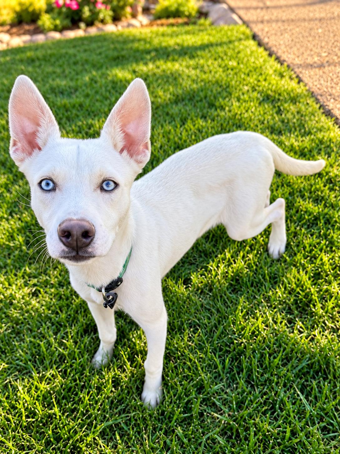 Enlarge Tadd, a Adoptable mixed breed in Park Forest, IL image 5/6
