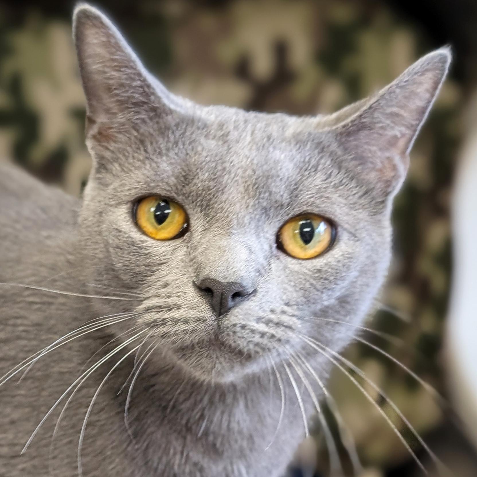 Chicken in a Biskit, Adopted, Young Male Domestic Short Hair.